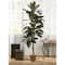 5ft. Potted Cordyline Plant